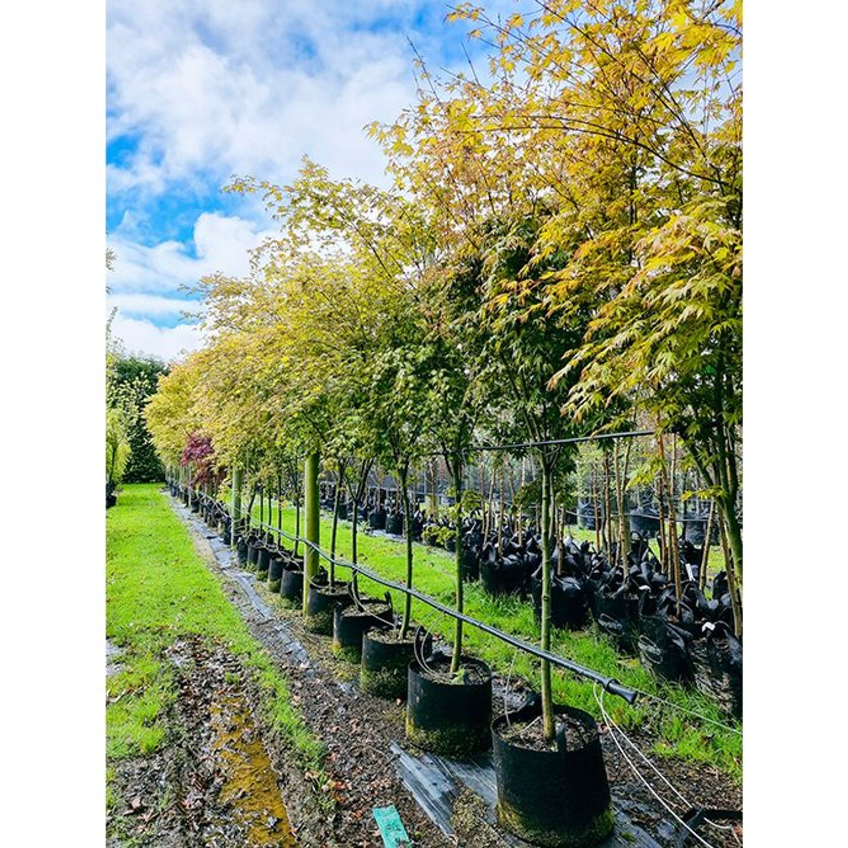 Acer palmatum | Japanese Maple gallery detail image