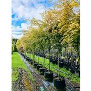 Acer palmatum | Japanese Maple gallery detail image