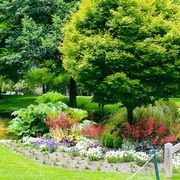 Acer palmatum | Japanese Maple gallery detail image