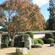 Acer palmatum | Japanese Maple gallery detail image