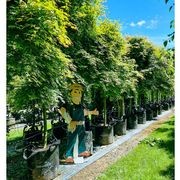 Acer palmatum | Japanese Maple gallery detail image
