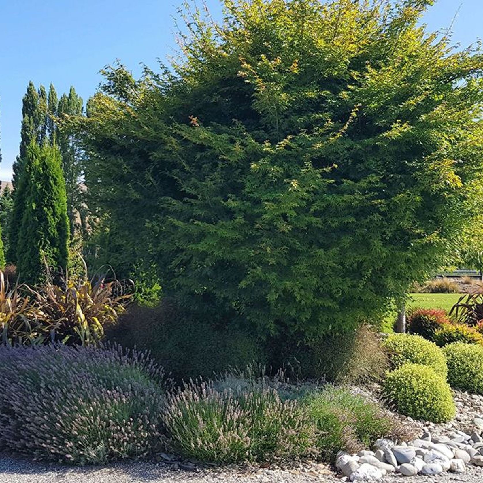 Acer palmatum | Japanese Maple gallery detail image