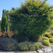 Acer palmatum | Japanese Maple gallery detail image