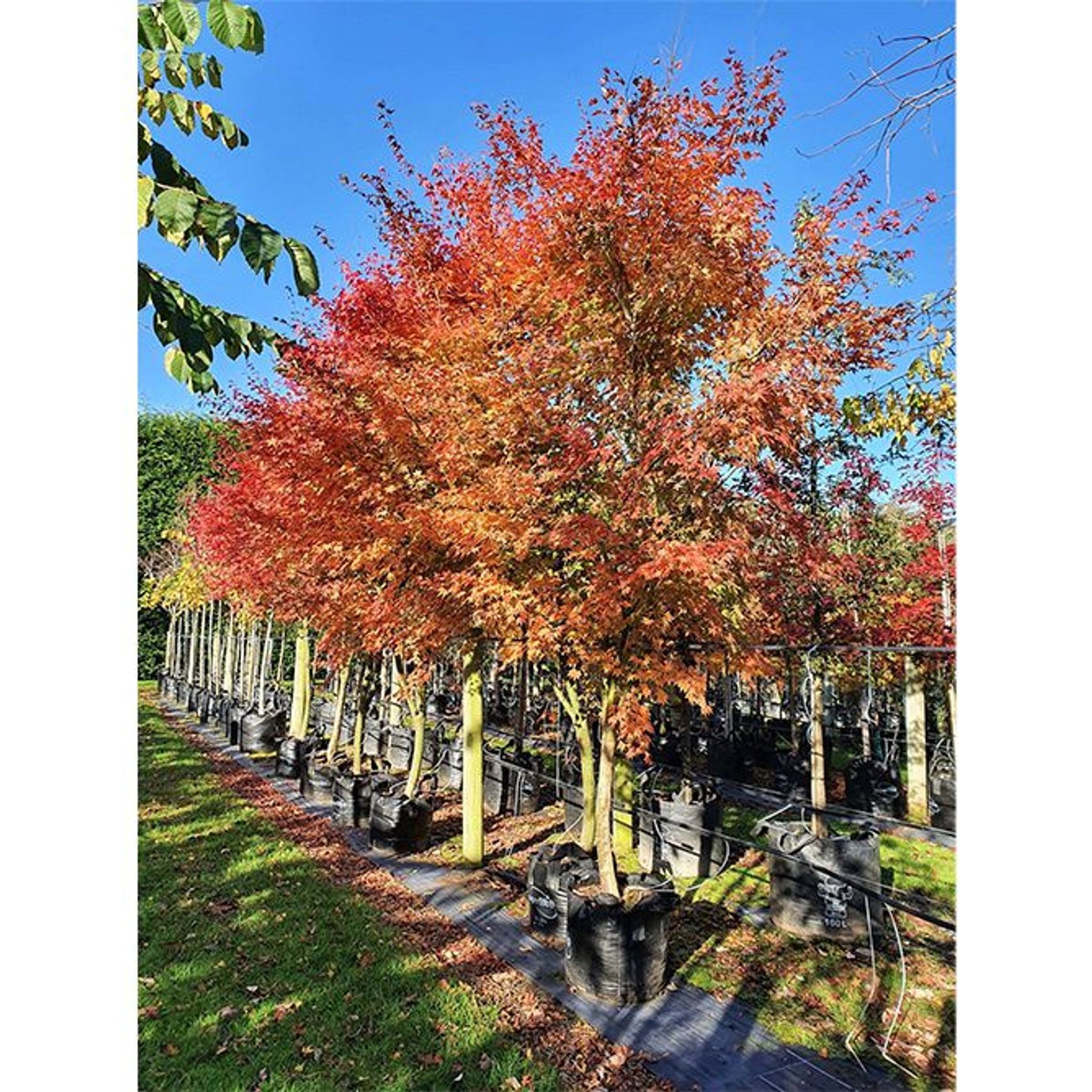 Acer palmatum | Japanese Maple gallery detail image