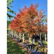 Acer palmatum | Japanese Maple gallery detail image