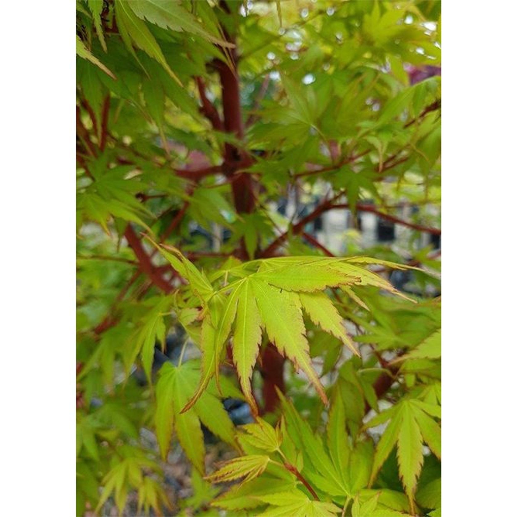 Acer palmatum 'Senkaki' | Coral Bark Maple gallery detail image