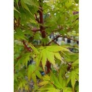 Acer palmatum 'Senkaki' | Coral Bark Maple gallery detail image