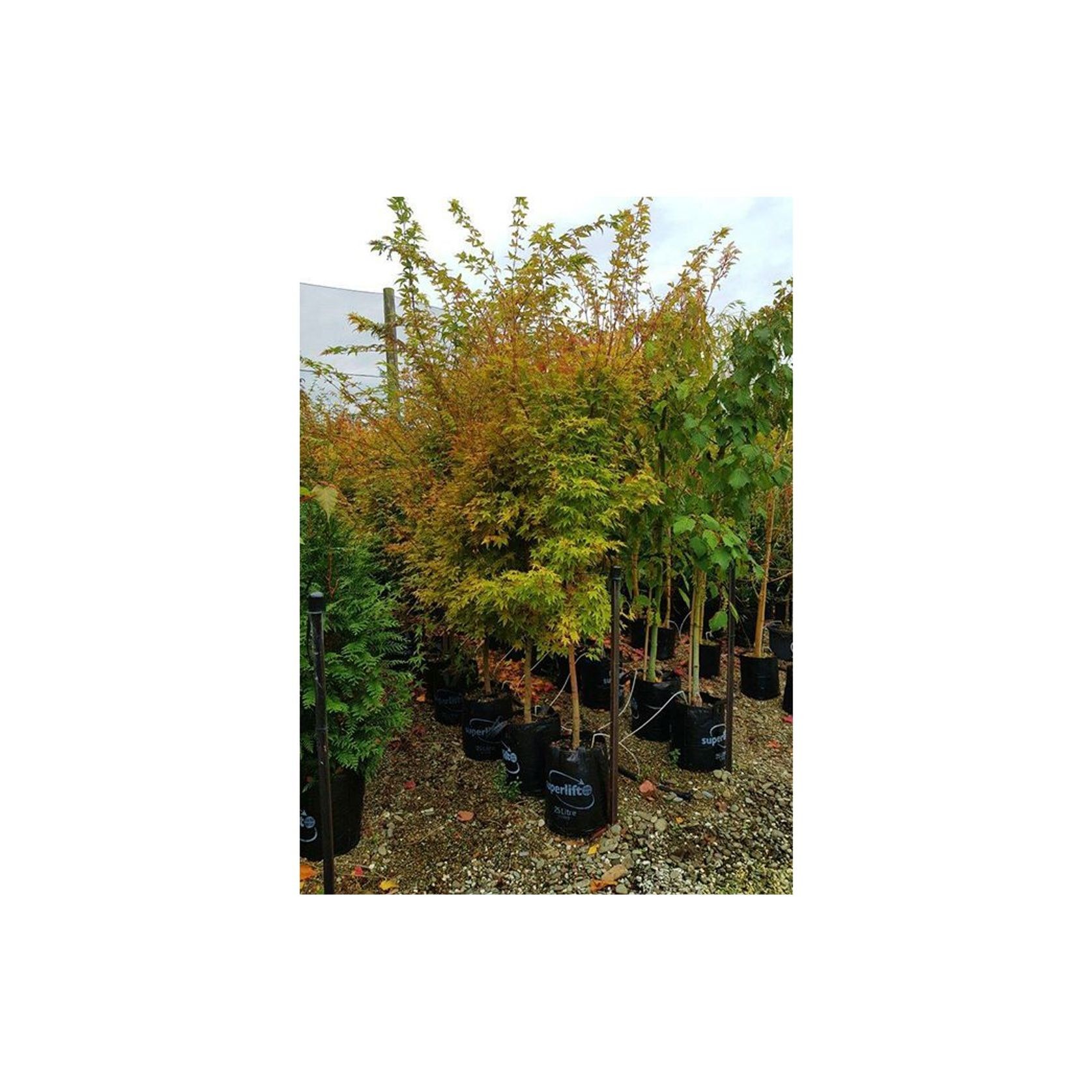 Acer palmatum 'Senkaki' | Coral Bark Maple gallery detail image