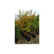 Acer palmatum 'Senkaki' | Coral Bark Maple gallery detail image
