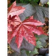 Acer platanoides 'Nigrum' | Purple Norway Maple gallery detail image