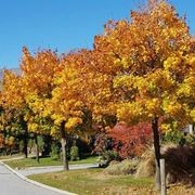 Acer platanoides | Norway Maple gallery detail image