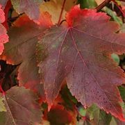Acer rubrum 'October Glory/Red Sunset' | Canadian Maple gallery detail image