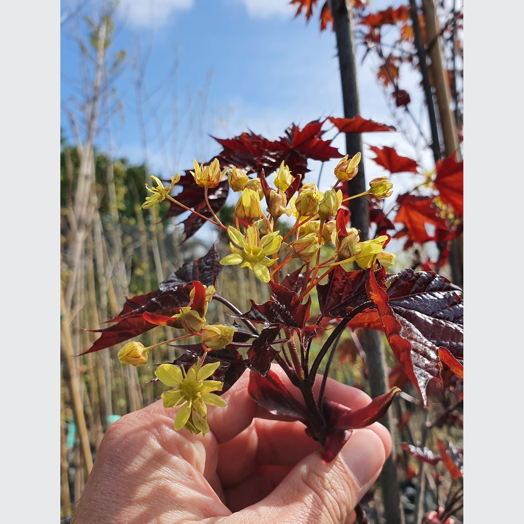 Acer platanoides 'Nigrum' | Purple Norway Maple gallery detail image