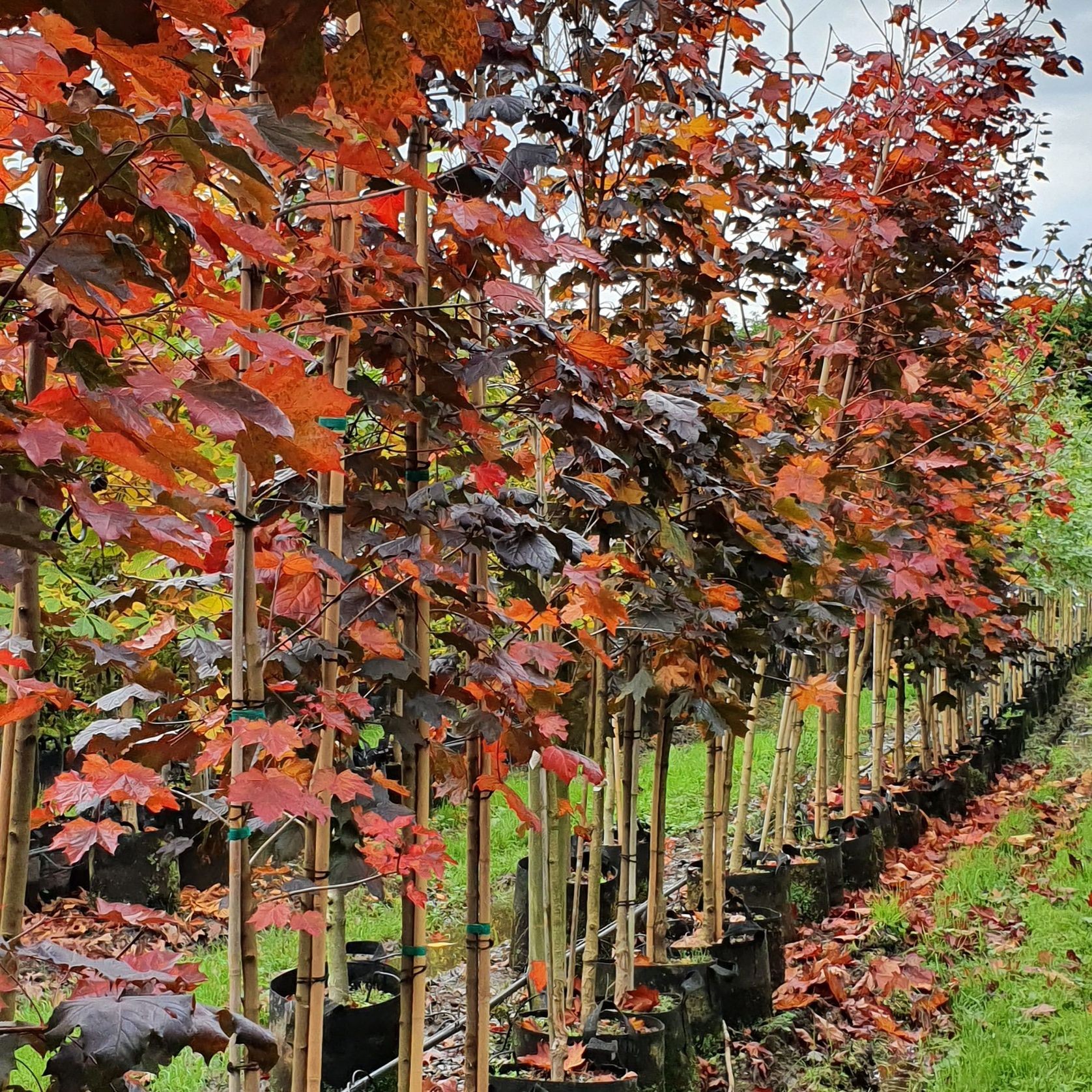 Acer platanoides 'Nigrum' | Purple Norway Maple gallery detail image