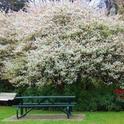 Amelanchier canadensis | Shad Bush or NZ Whitebait Tree gallery detail image