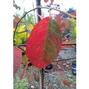 Amelanchier canadensis | Shad Bush or NZ Whitebait Tree gallery detail image