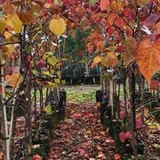 Cercis canadensis 'Forest Pansy' | Redbud gallery detail image