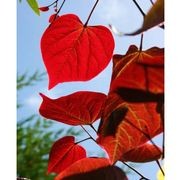 Cercis canadensis 'Forest Pansy' | Redbud gallery detail image