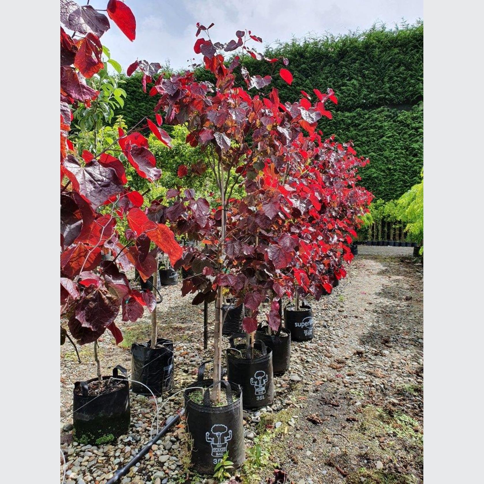 Cercis canadensis 'Forest Pansy' | Redbud gallery detail image