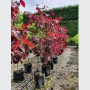 Cercis canadensis 'Forest Pansy' | Redbud gallery detail image