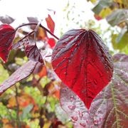 Cercis canadensis 'Forest Pansy' | Redbud gallery detail image