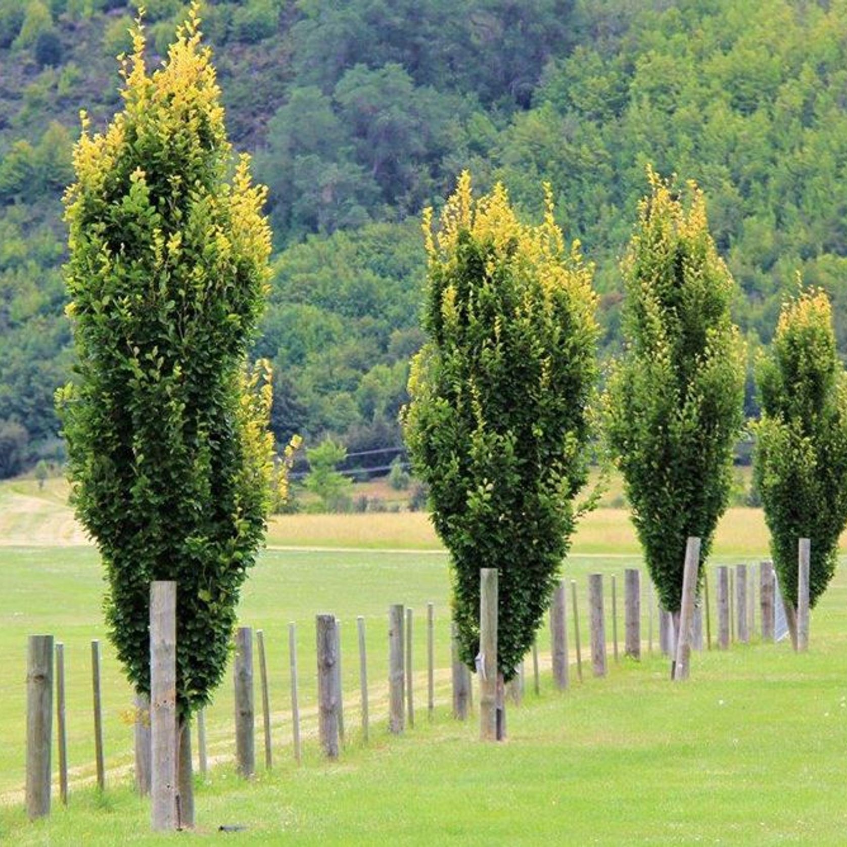 Fagus sylvatica | Columnar English Beech gallery detail image