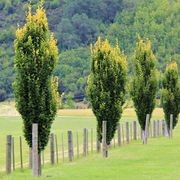 Fagus sylvatica | Columnar English Beech gallery detail image