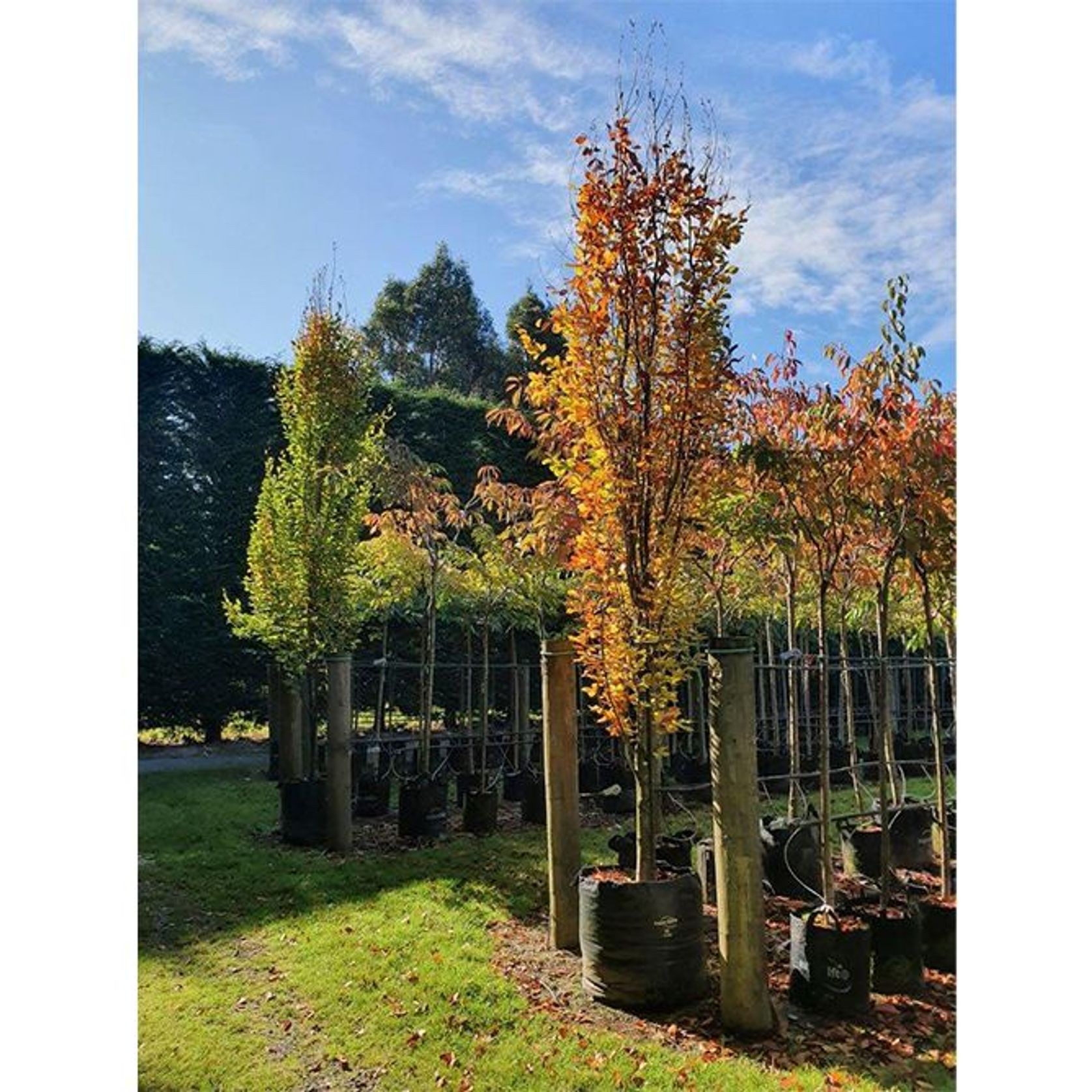 Fagus sylvatica | Columnar English Beech gallery detail image