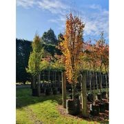 Fagus sylvatica | Columnar English Beech gallery detail image