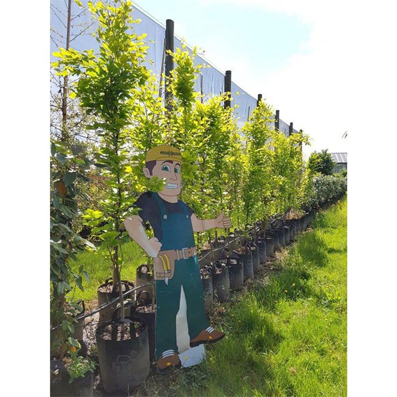 Fagus sylvatica | Columnar English Beech gallery detail image