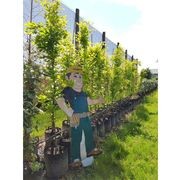 Fagus sylvatica | Columnar English Beech gallery detail image