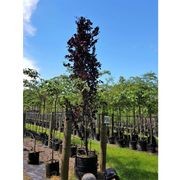 Fagus sylvatica | Columnar English Beech gallery detail image