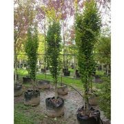 Fagus sylvatica | Columnar English Beech gallery detail image