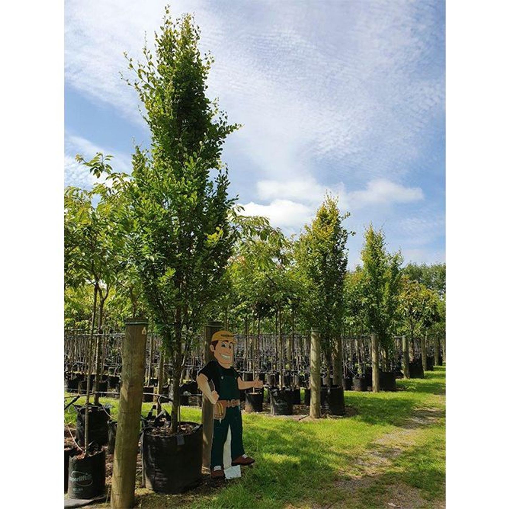 Fagus sylvatica | Columnar English Beech gallery detail image