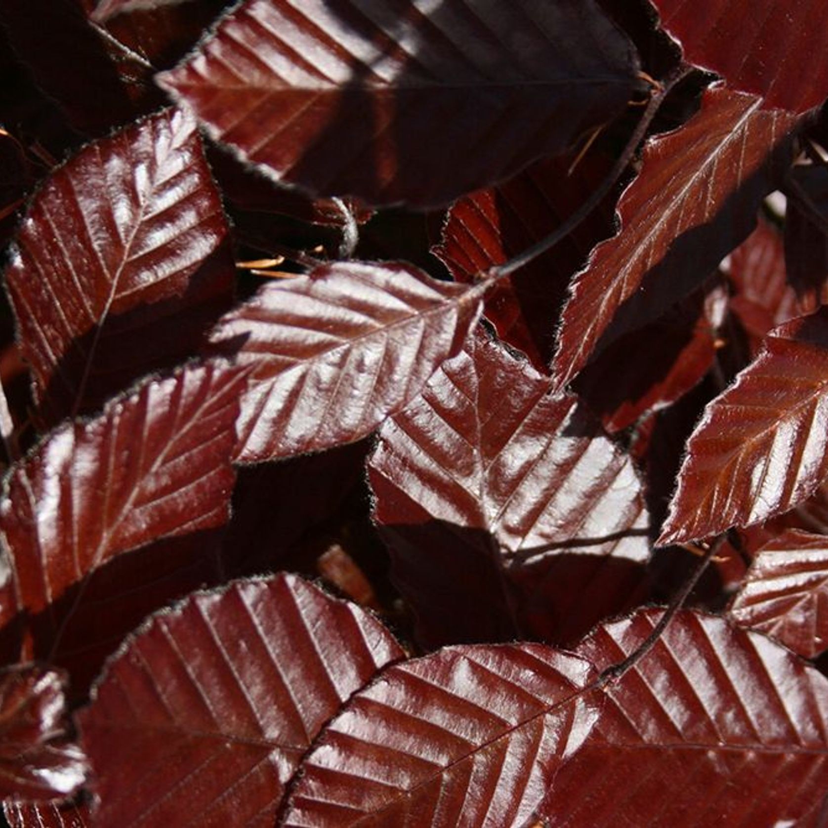 Fagus sylvatica 'Purpurea' | Copper Beech gallery detail image