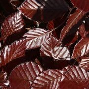 Fagus sylvatica 'Purpurea' | Copper Beech gallery detail image
