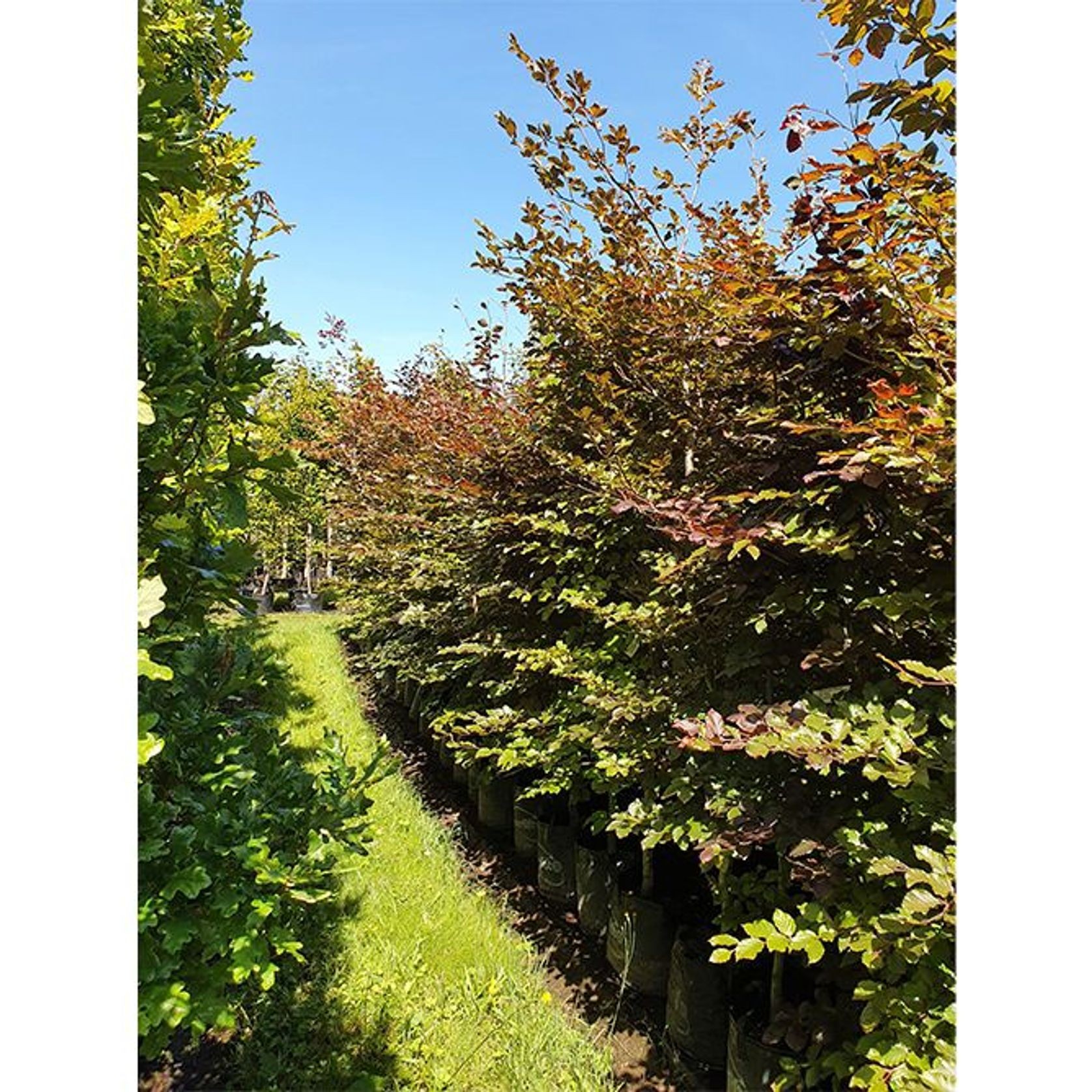 Fagus sylvatica 'Purpurea' | Copper Beech gallery detail image