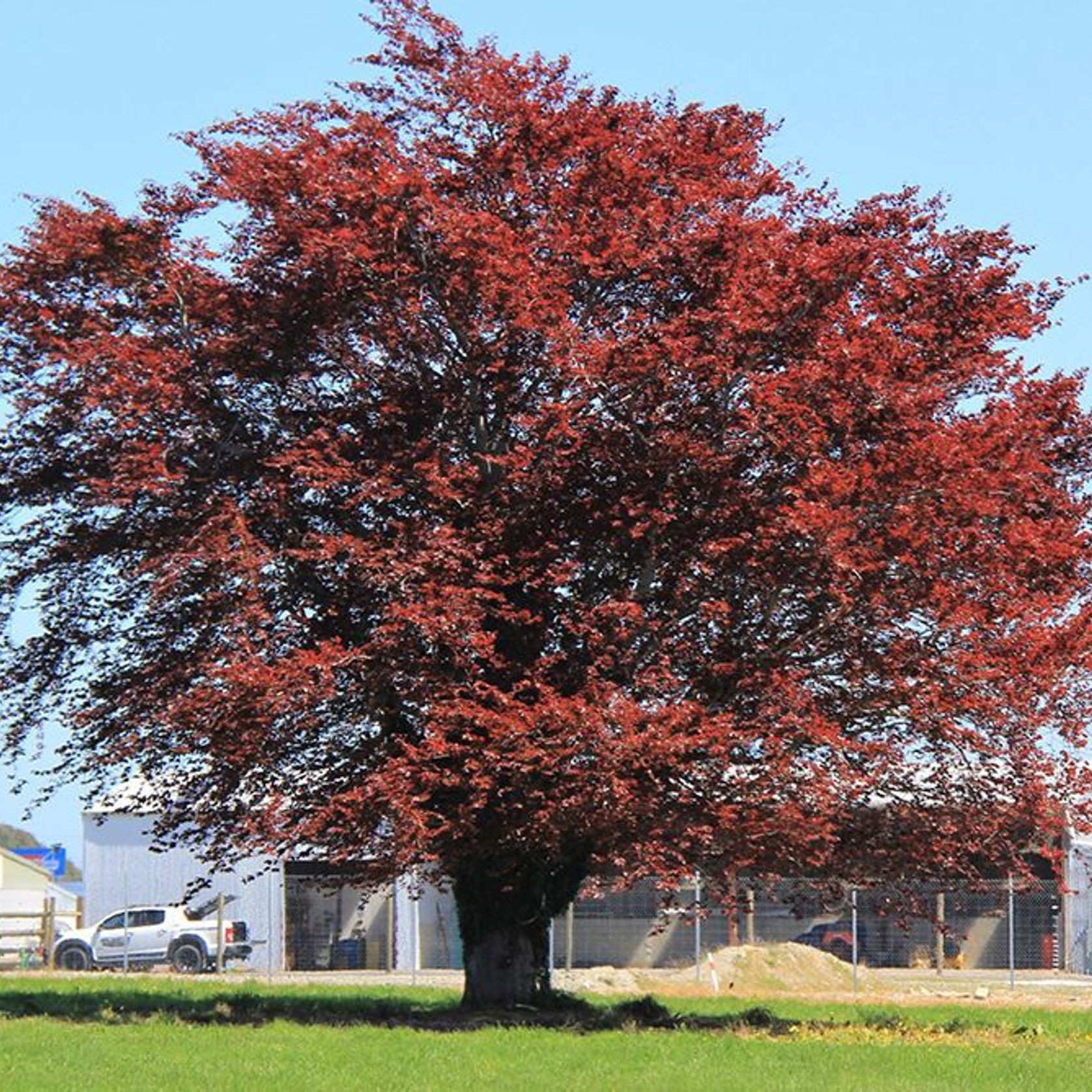 Fagus sylvatica 'Purpurea' | Copper Beech gallery detail image