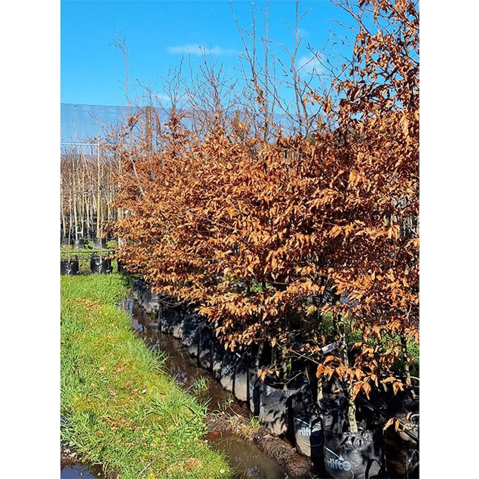 Fagus sylvatica 'Purpurea' | Copper Beech gallery detail image