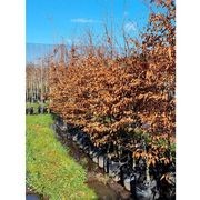 Fagus sylvatica 'Purpurea' | Copper Beech gallery detail image