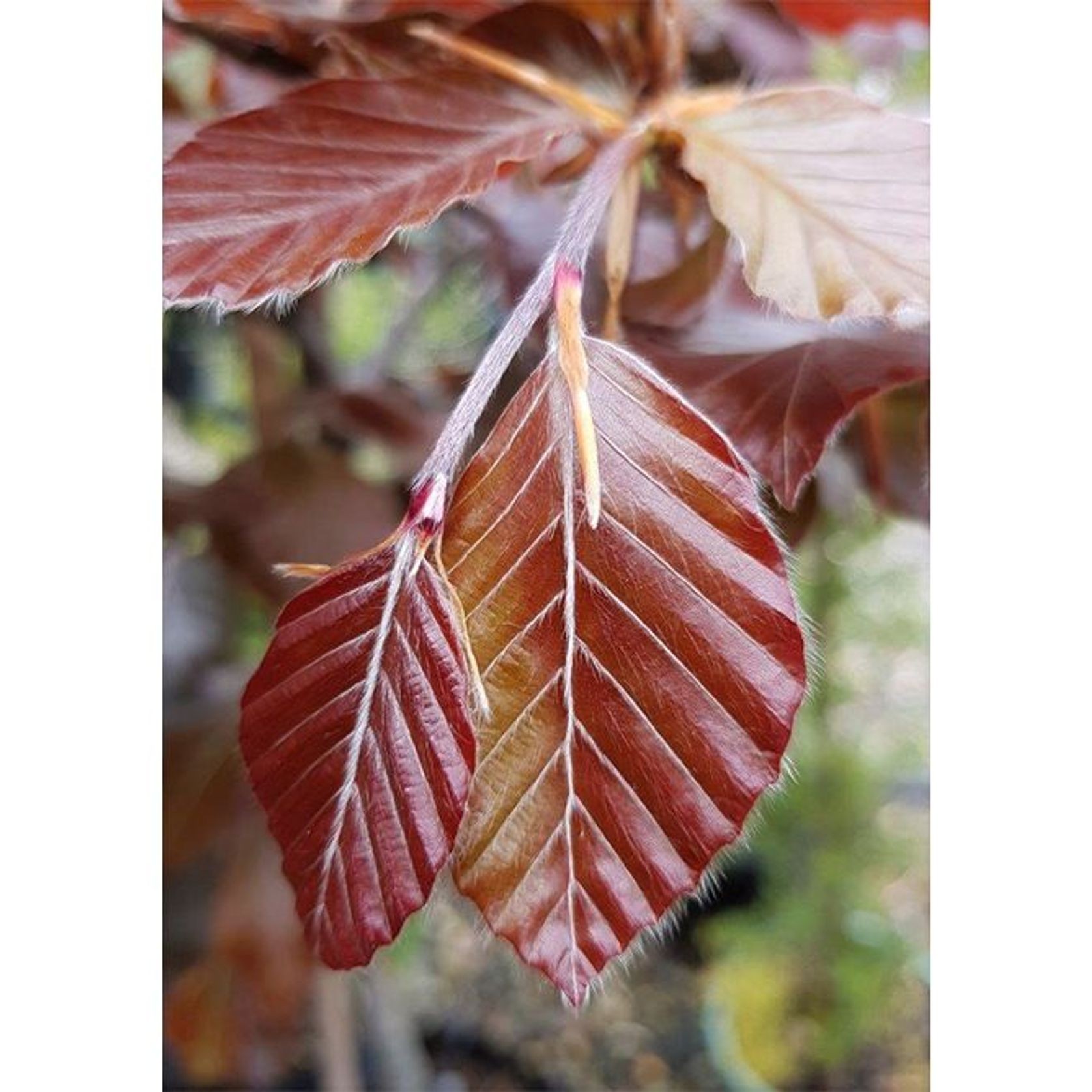 Fagus sylvatica 'Purpurea' | Copper Beech gallery detail image