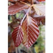 Fagus sylvatica 'Purpurea' | Copper Beech gallery detail image