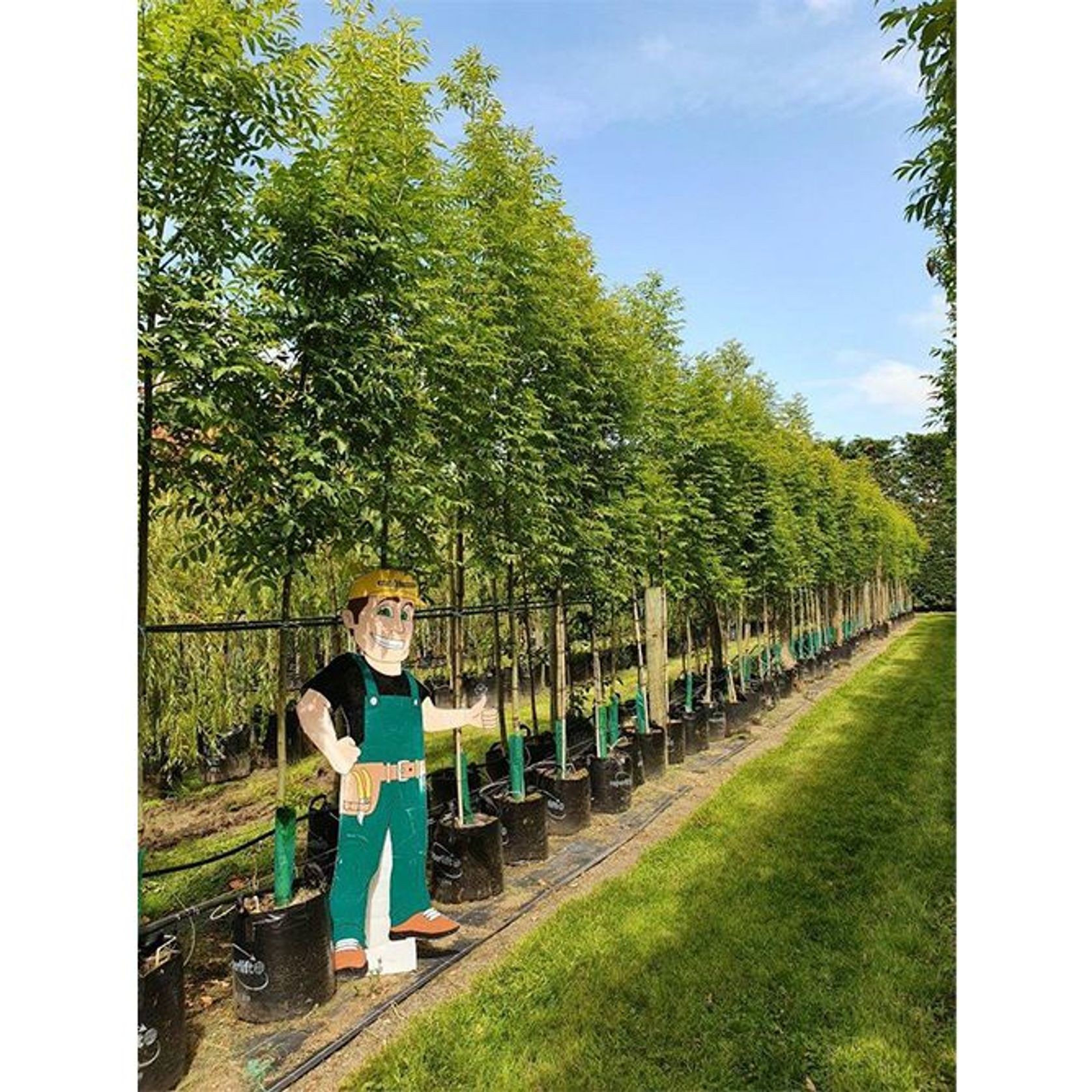 Fraxinus excelsior 'Green Glow' | English Ash gallery detail image