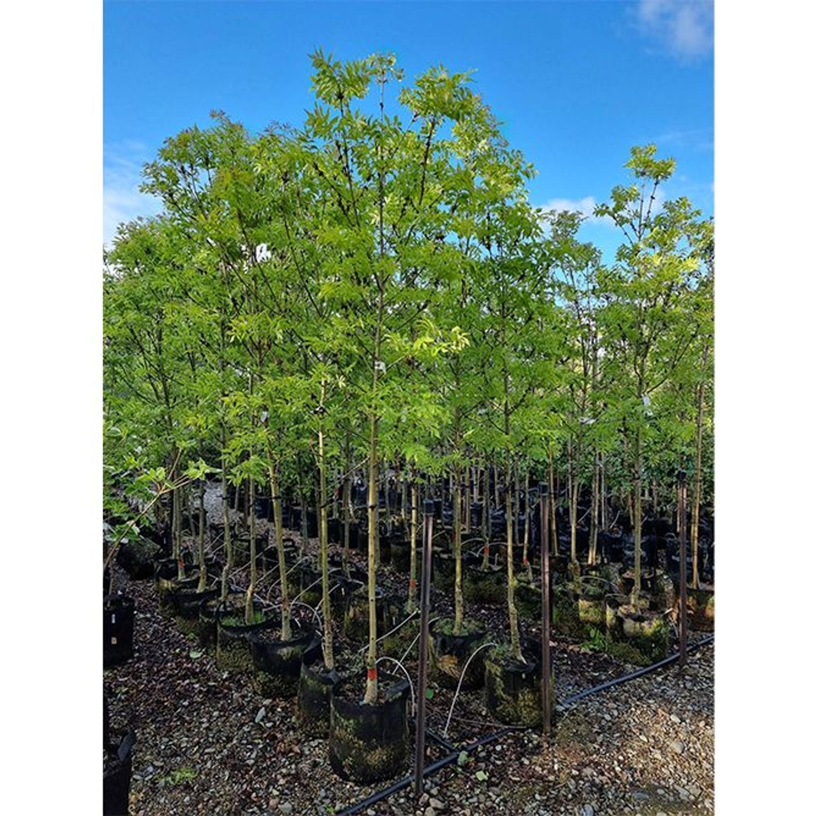 Fraxinus excelsior 'Green Glow' | English Ash gallery detail image