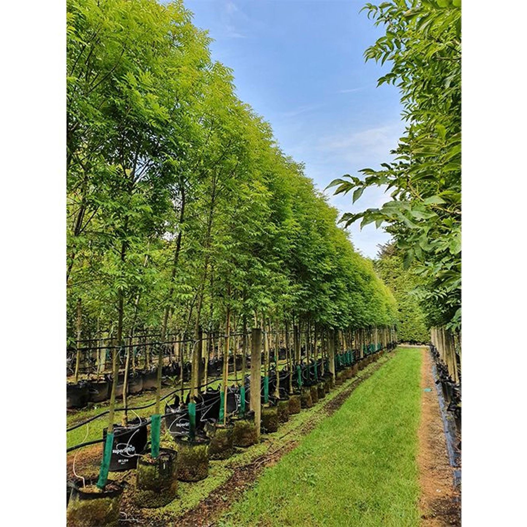 Fraxinus excelsior 'Green Glow' | English Ash gallery detail image