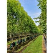 Fraxinus excelsior 'Green Glow' | English Ash gallery detail image