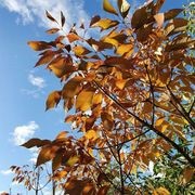 Fraxinus excelsior 'Purple Spire' | Purple Ash Tree gallery detail image