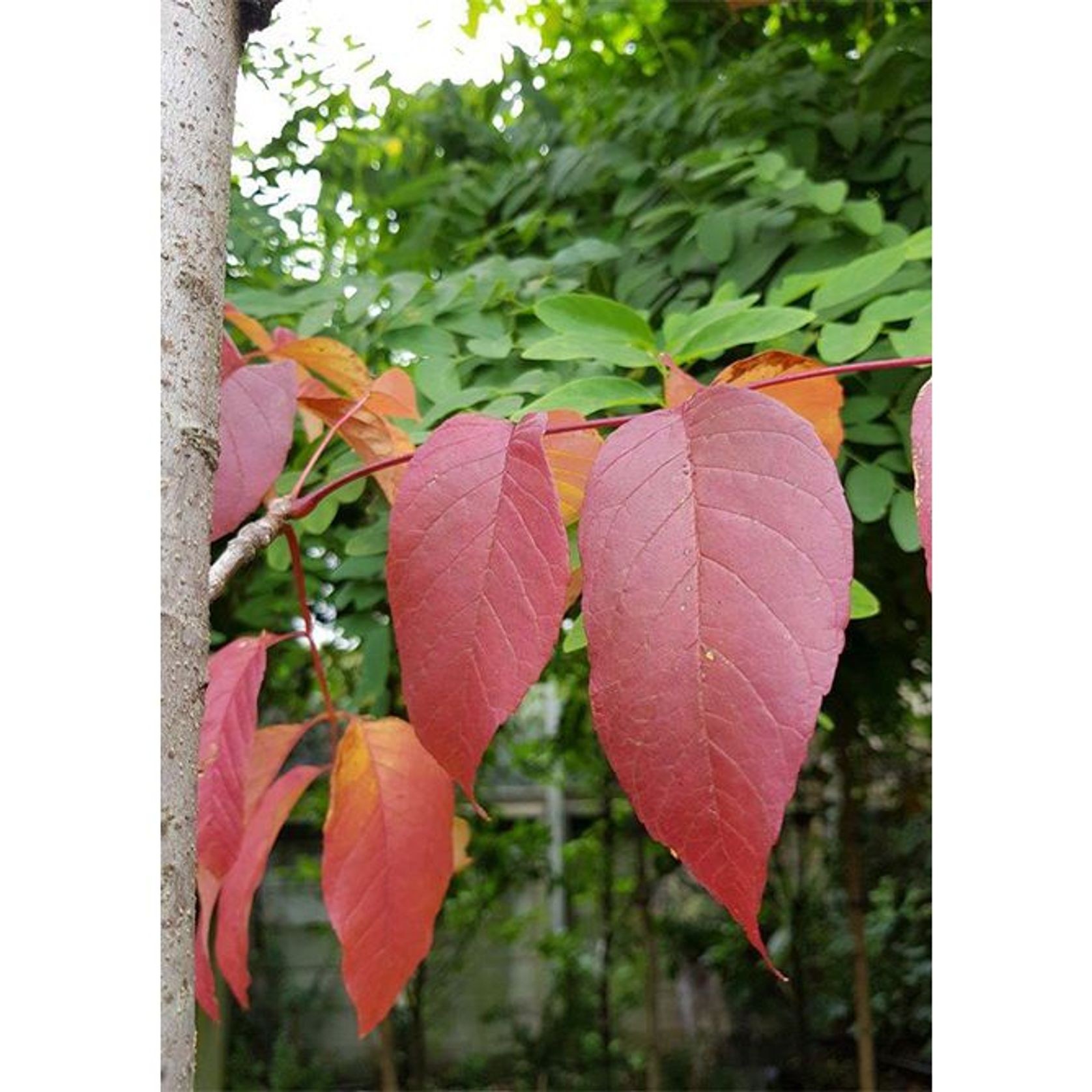 Fraxinus excelsior 'Purple Spire' | Purple Ash Tree gallery detail image