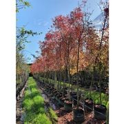 Fraxinus oxycarpa 'Raywoodii' | Claret Ash gallery detail image
