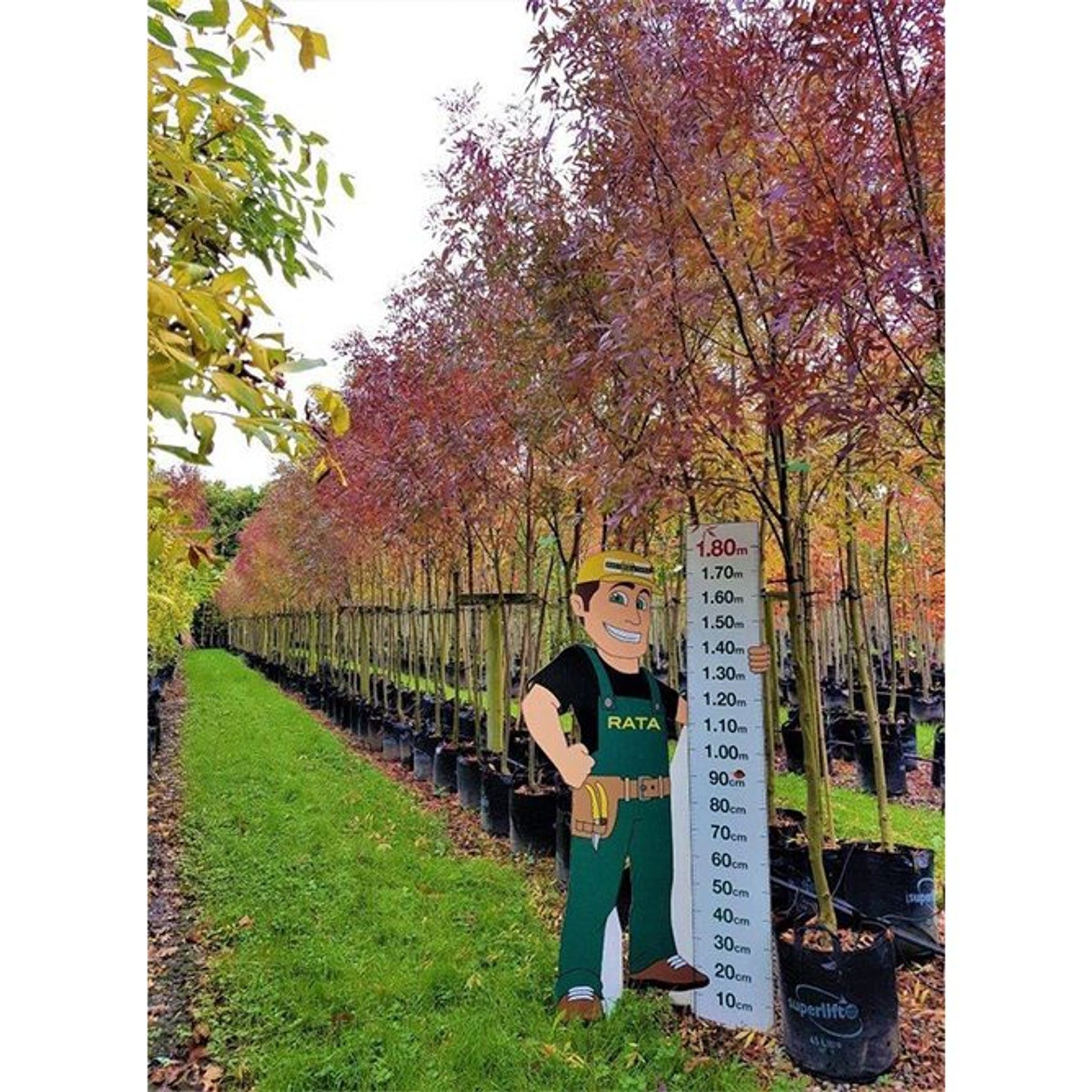 Fraxinus oxycarpa 'Raywoodii' | Claret Ash gallery detail image